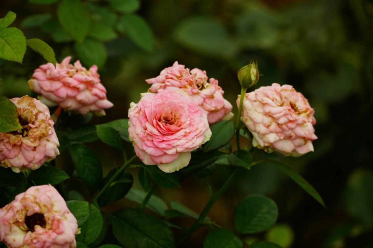 Professional florist working on custom wedding bouquet