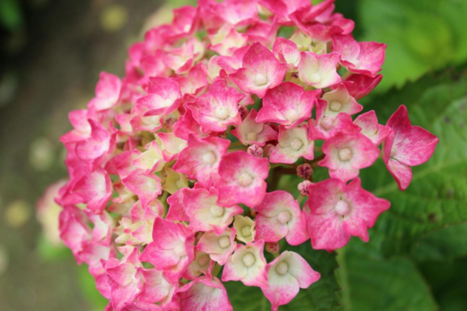 Detailed view of artisan creating custom dried flower arrangement