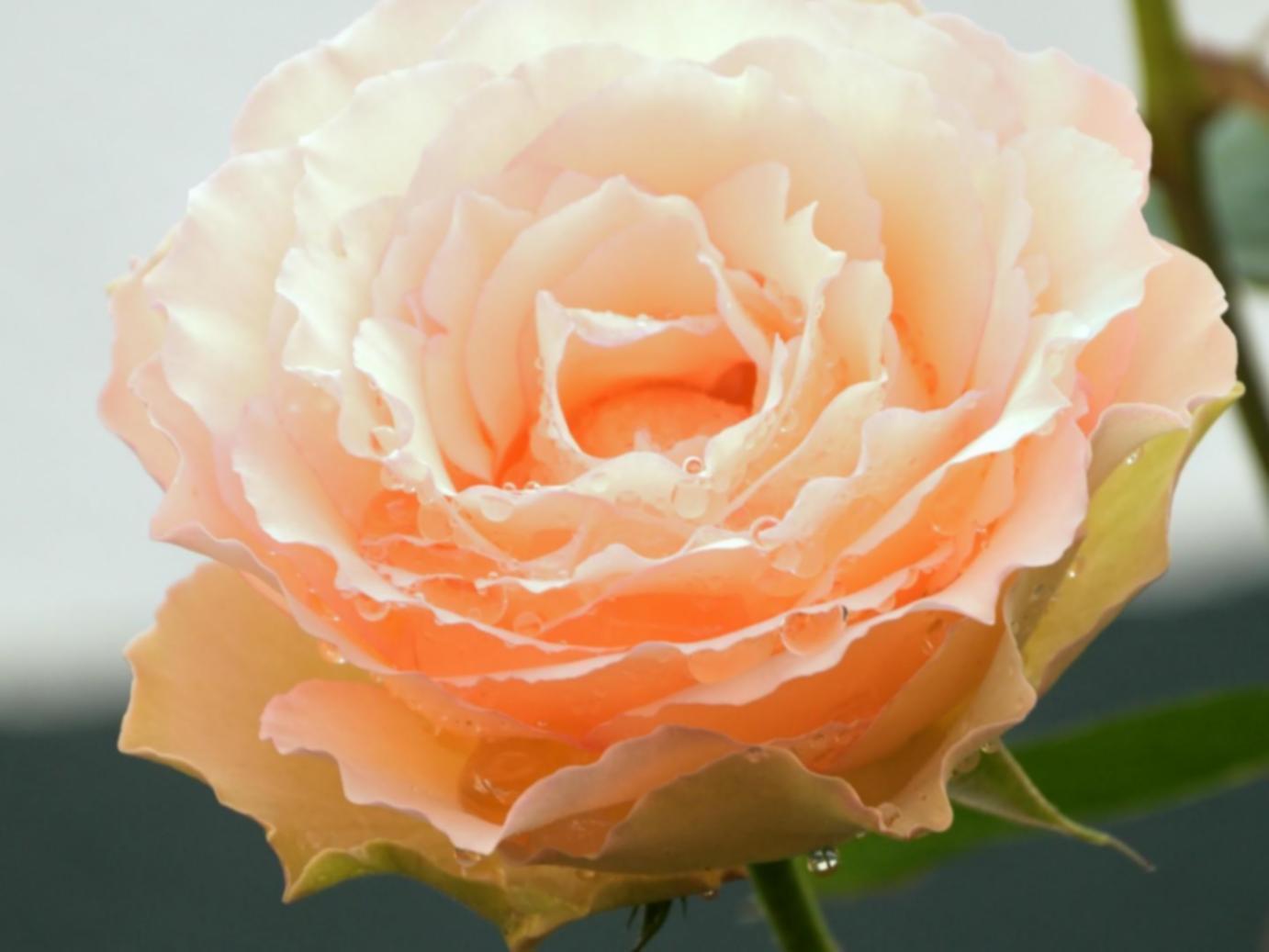 Elegant floral arrangement showcasing partnership quality